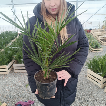 Phoenix canariensis (Datľovník kanársky) - kont. C1.5L, výška 30-50 cm (-6°C)